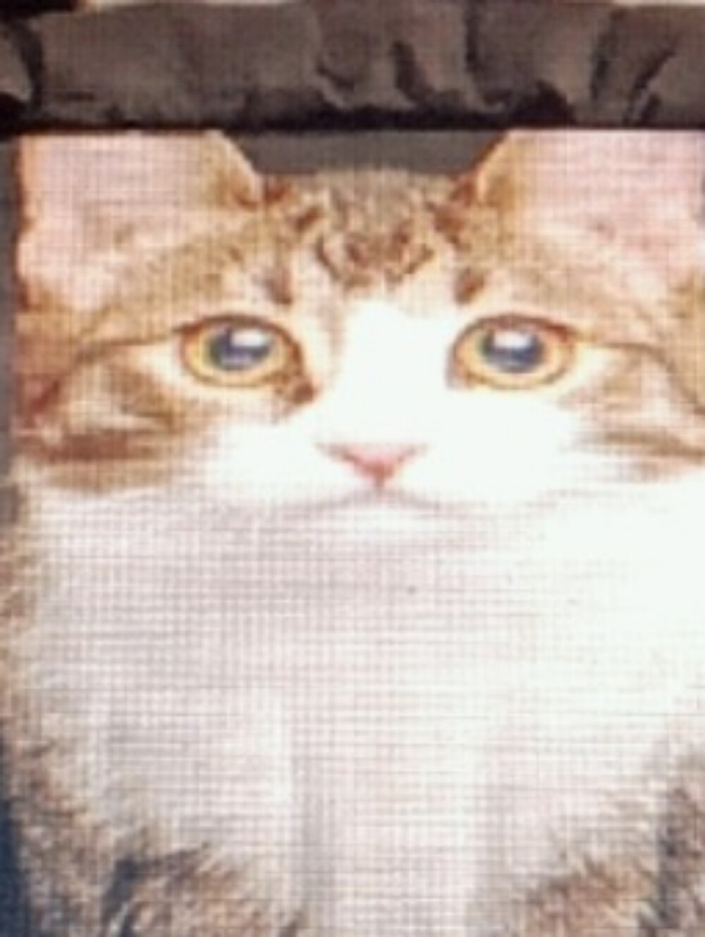 Cat Portrait Decorative Duvet Cover